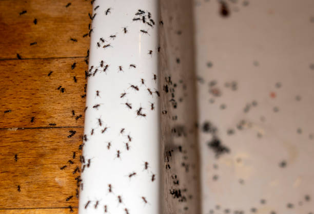 Best Insect Control  in Orangevale, CA