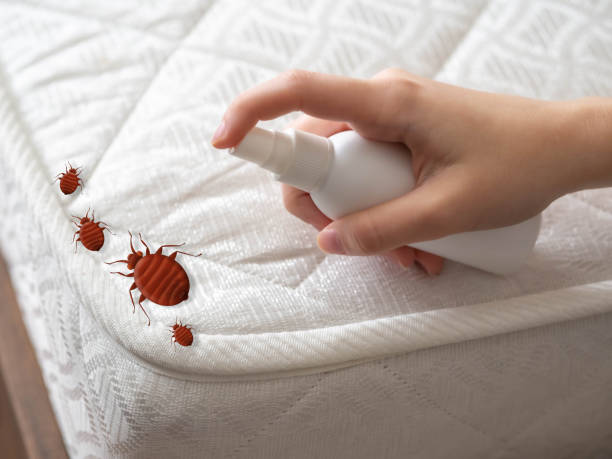 Best Local Pest Control Services  in Orangevale, CA