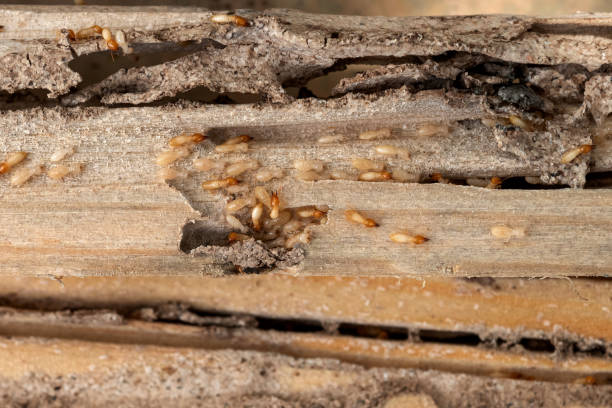 Pest Control for Restaurants in Orangevale, CA